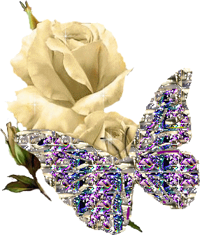 superbe rose blanche_papillon